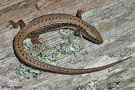 Norther Alligator Lizard