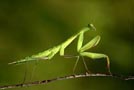 praying mantis tracks